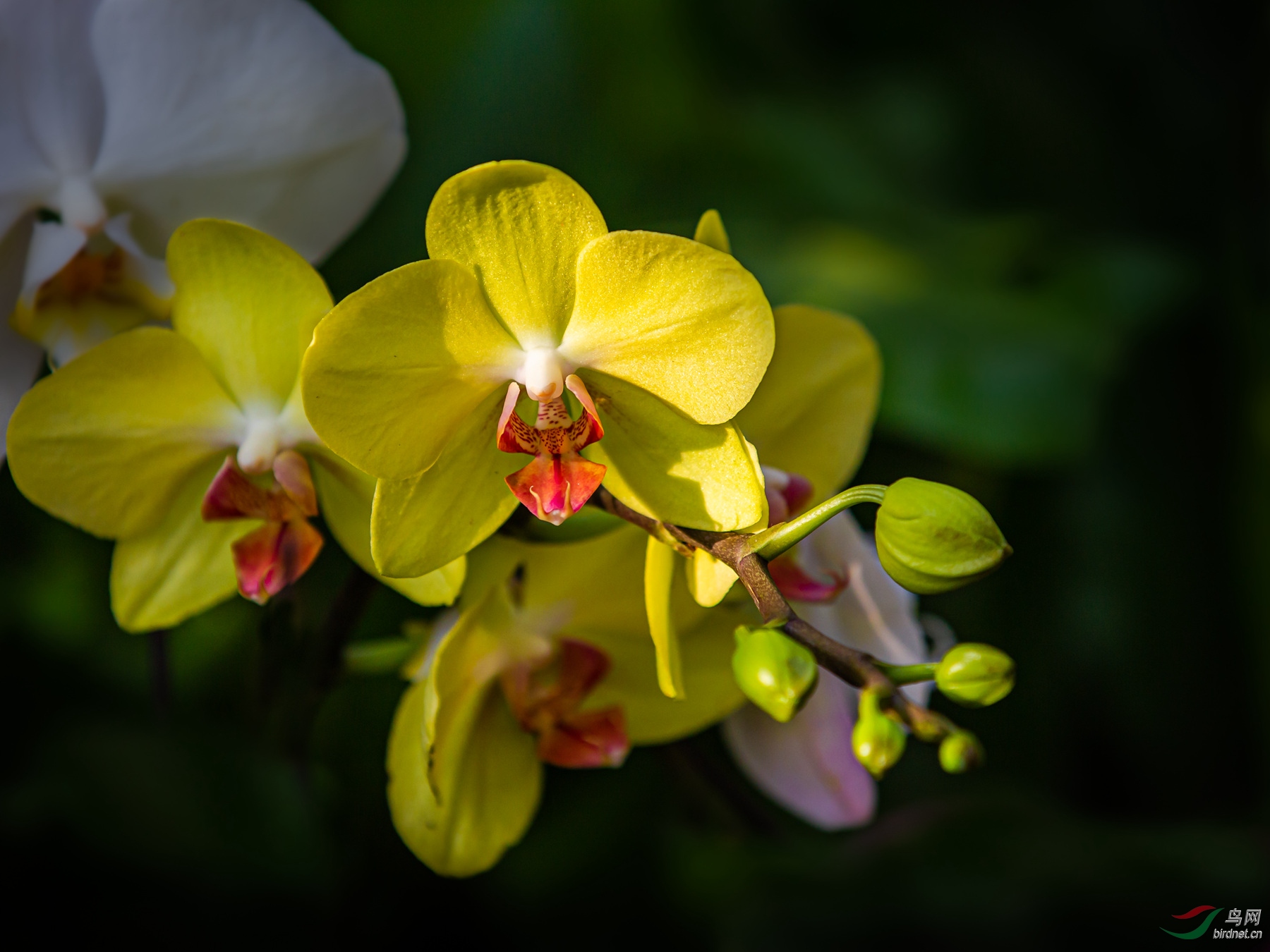 一组兰花:黄蝴蝶兰,版纳蝴蝶兰,杏黄兜兰