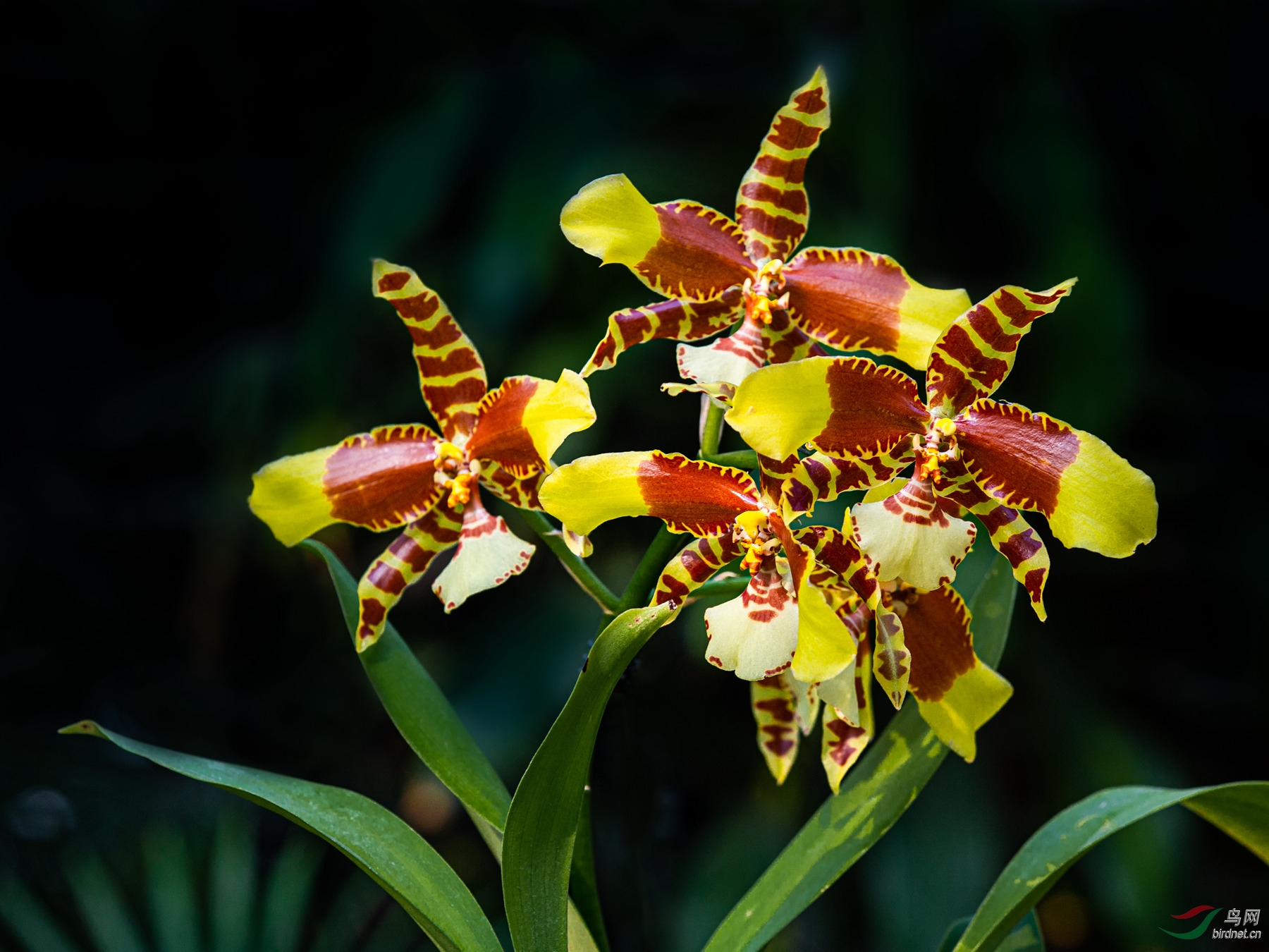 一组兰花黄蝴蝶兰版纳蝴蝶兰杏黄兜兰