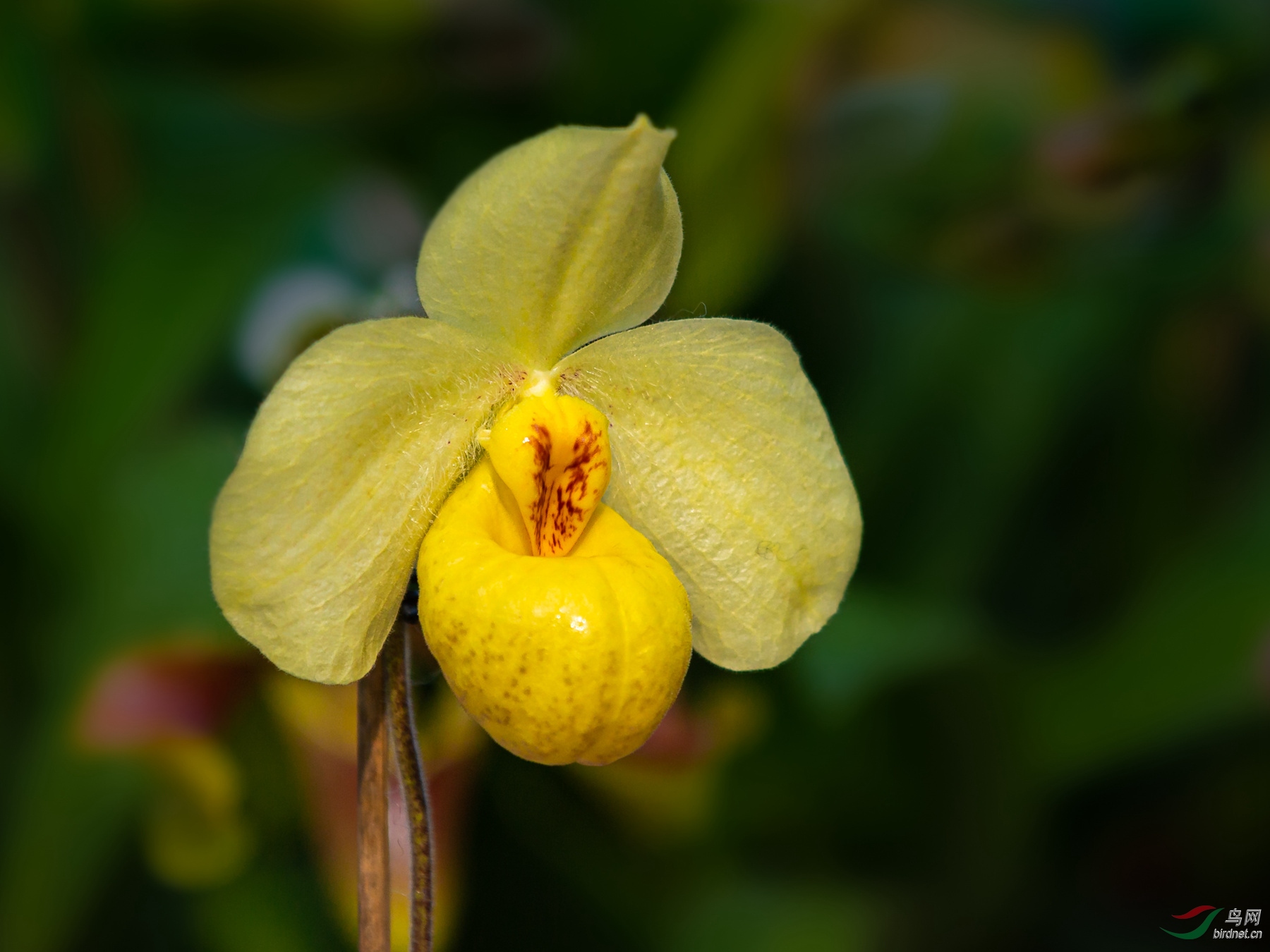 一组兰花黄蝴蝶兰版纳蝴蝶兰杏黄兜兰
