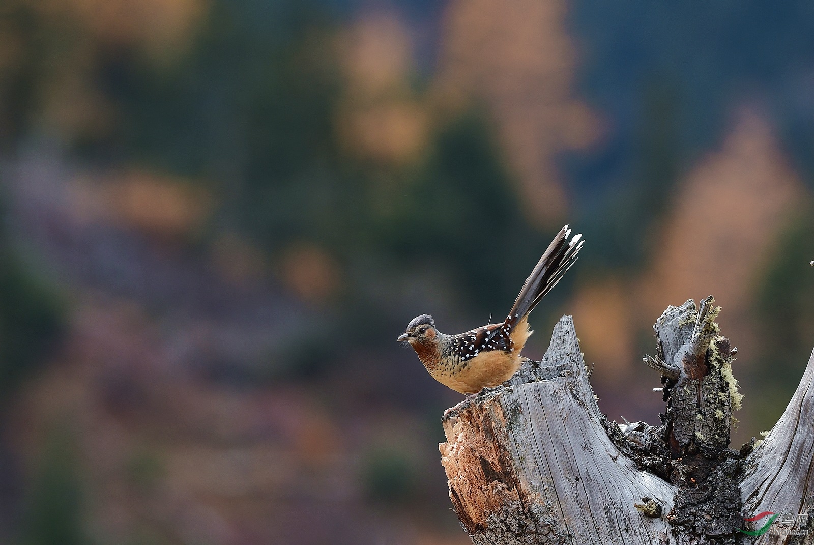 DSC_6641.jpg