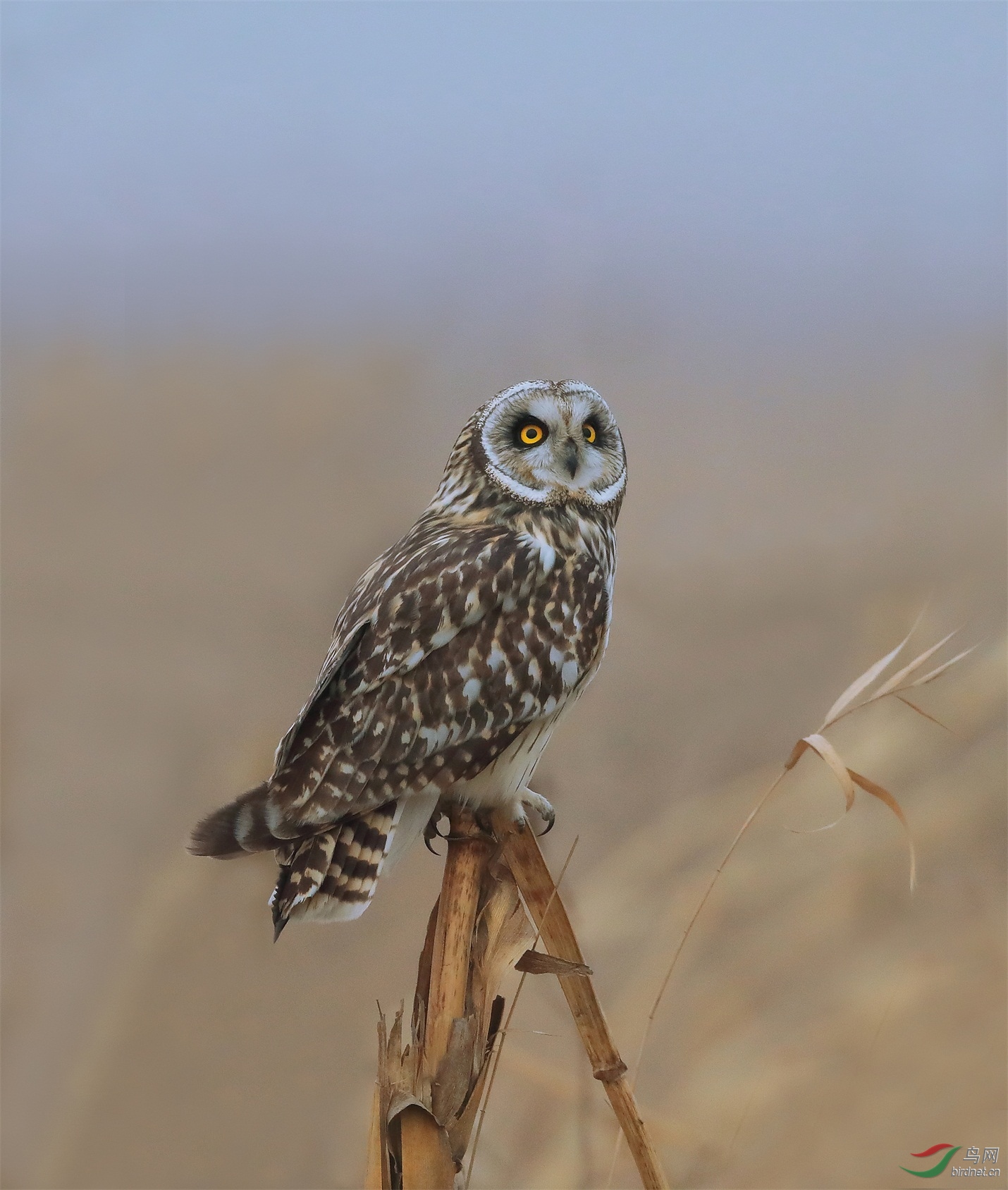 322 - ����.JPG