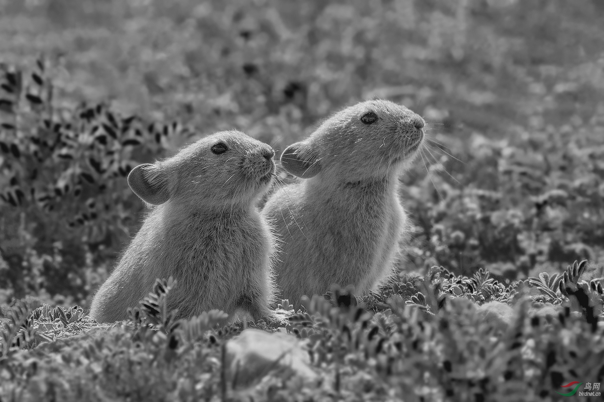 二只可爱的高原兔鼠