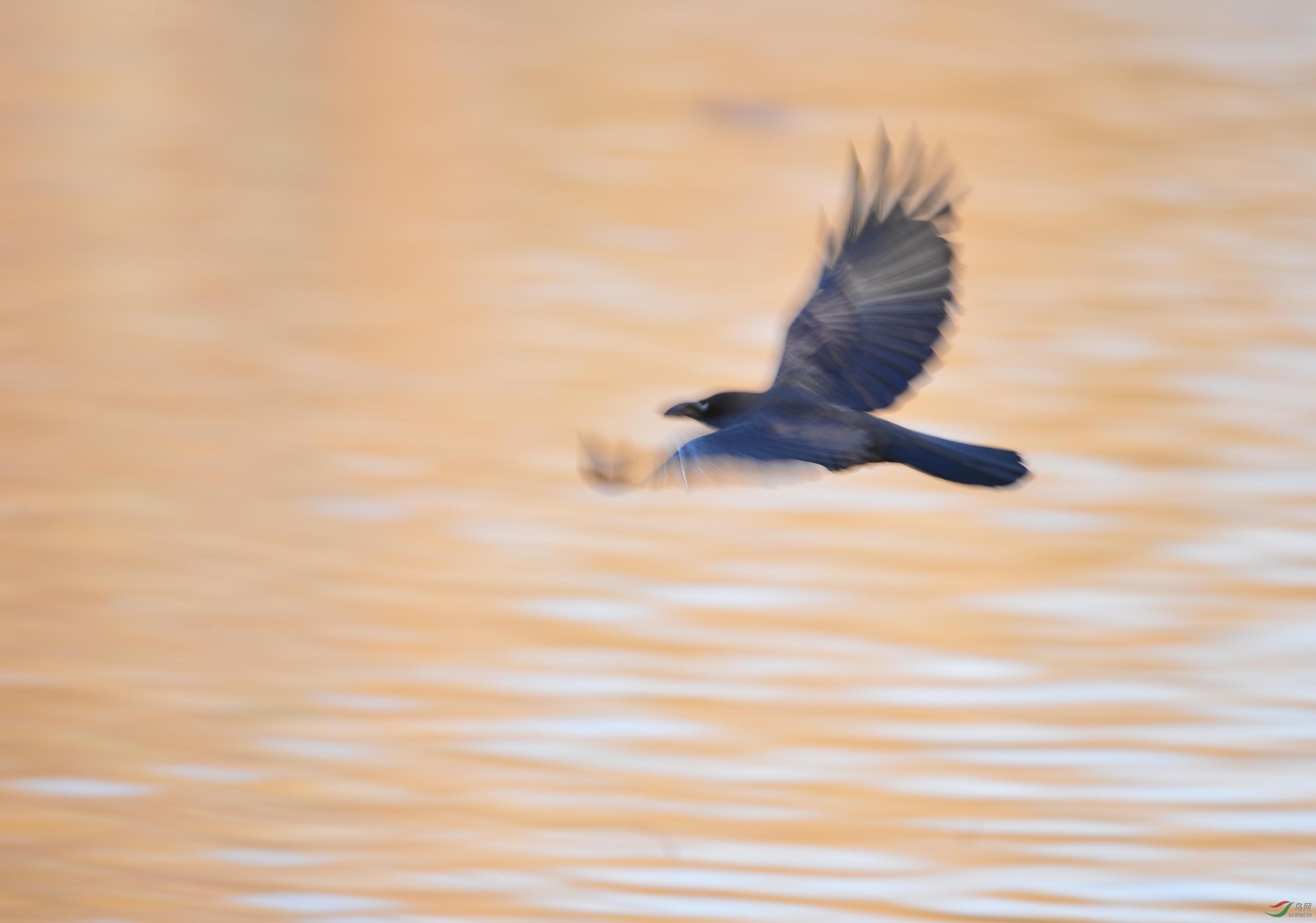 ��Խ����