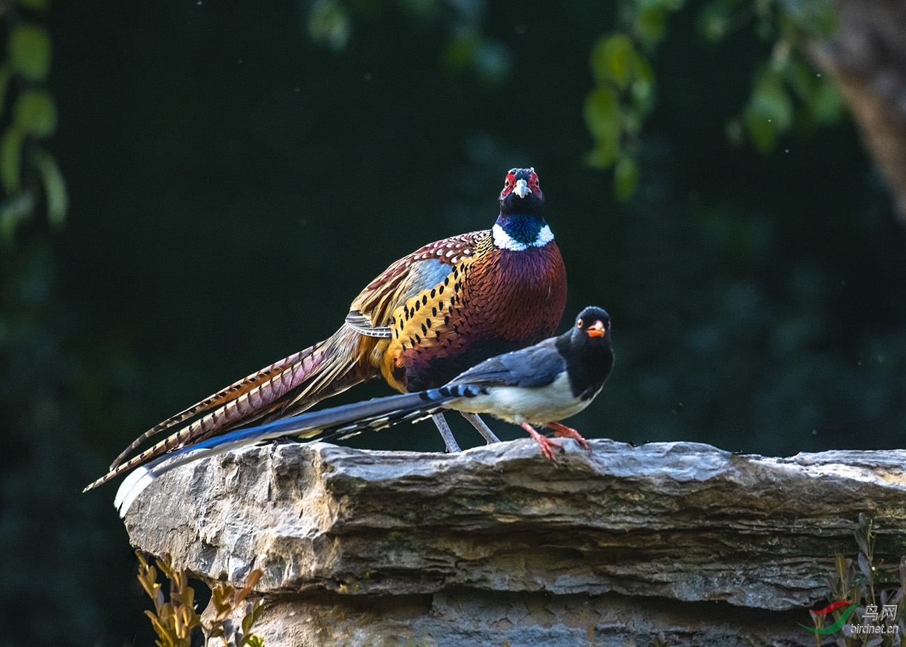 DSC_1116.jpg
