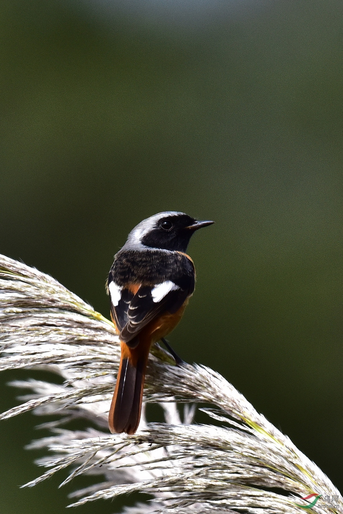 DSC_0412.JPG