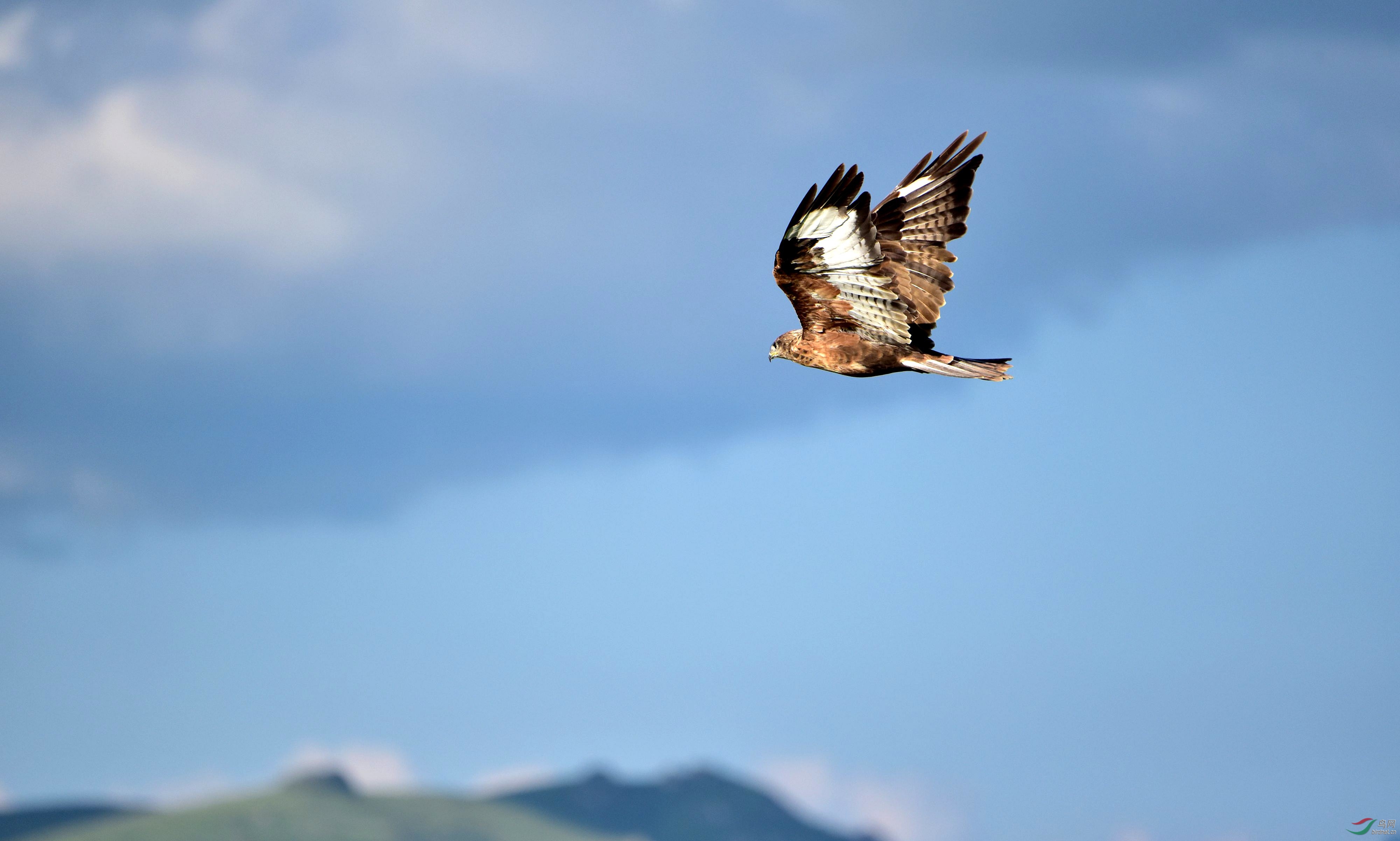 DSC_2652_conew7.jpg