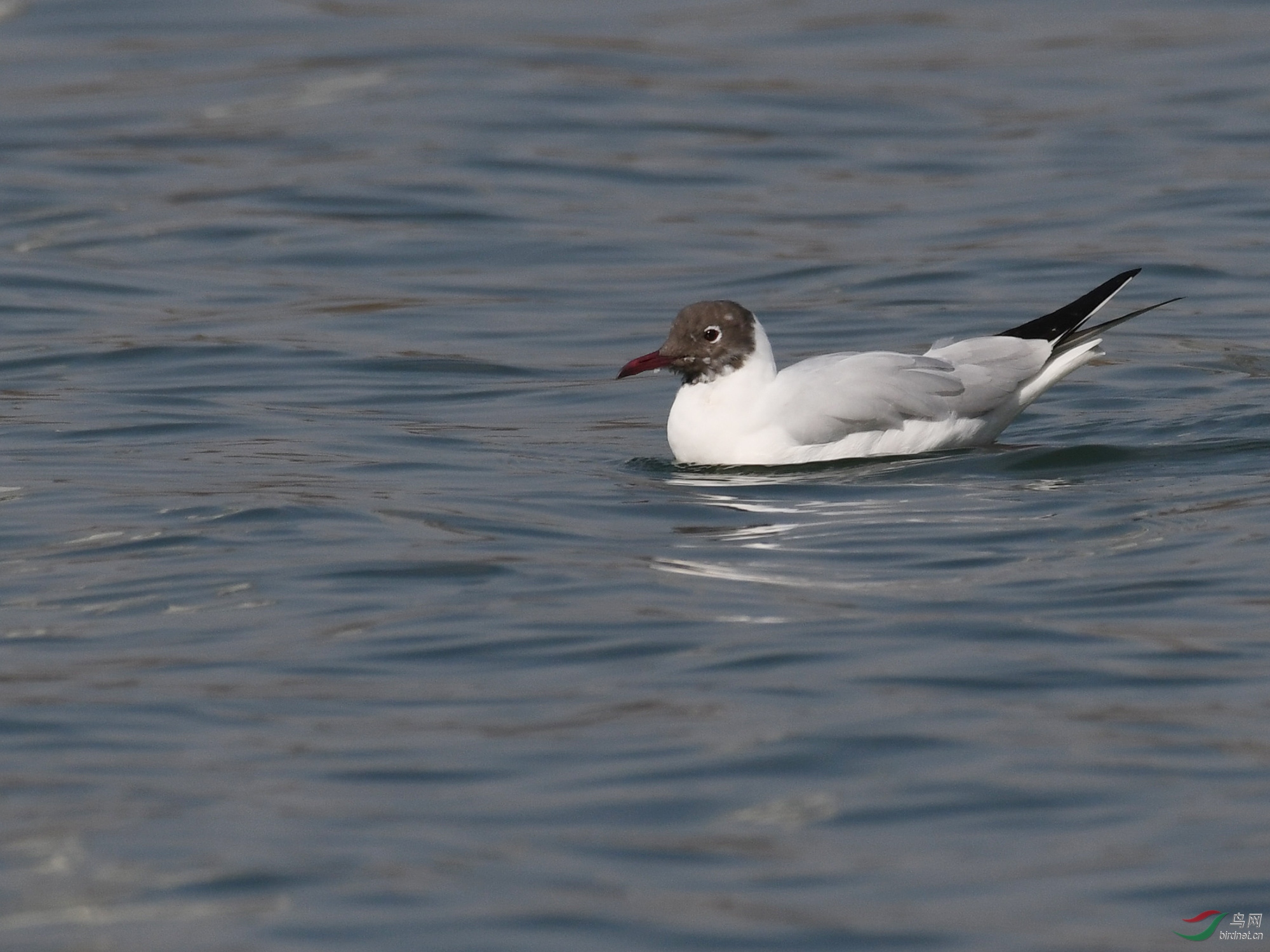 ������Ӱ 1655����.jpg