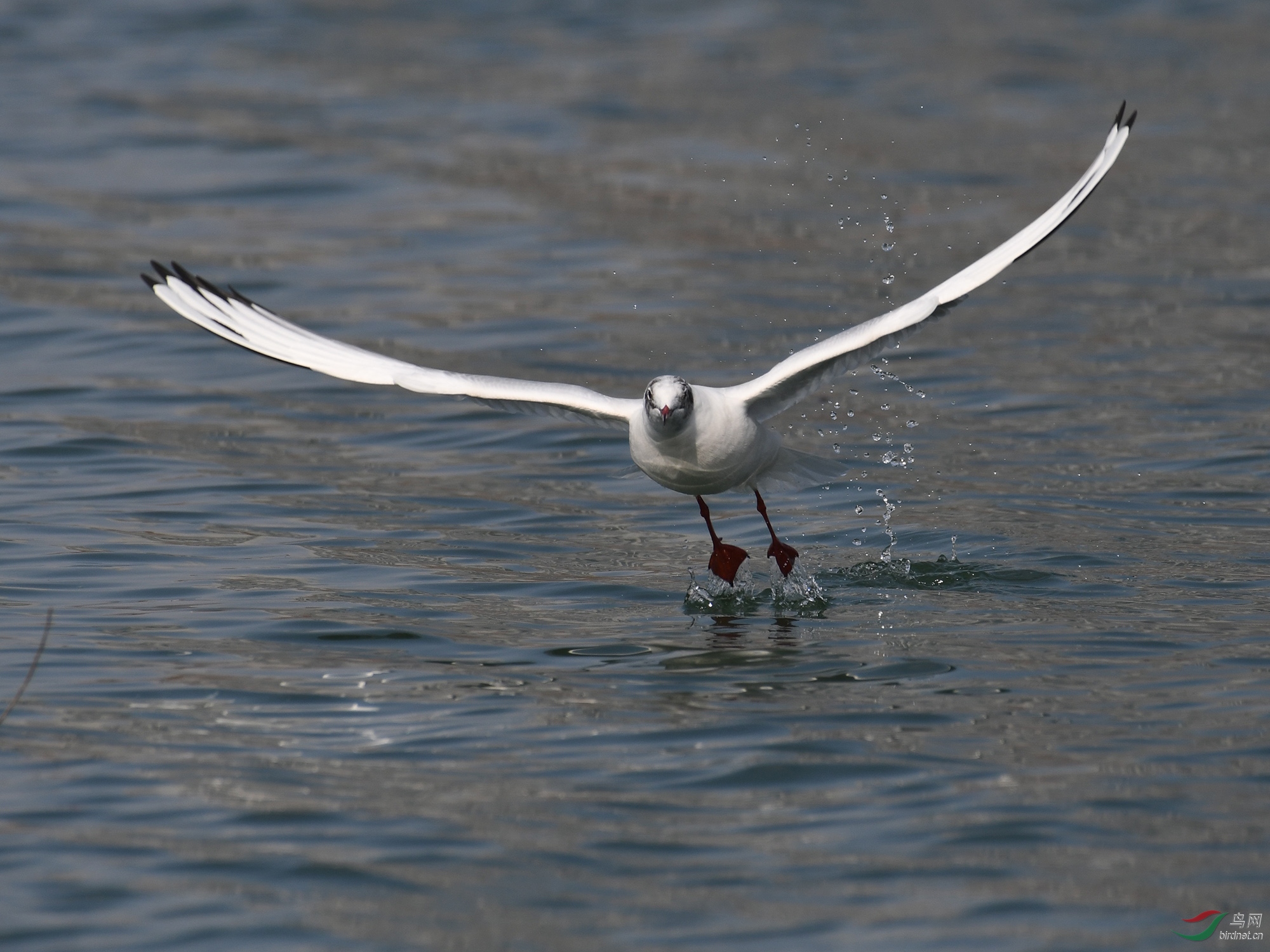 ������Ӱ 1699����.jpg