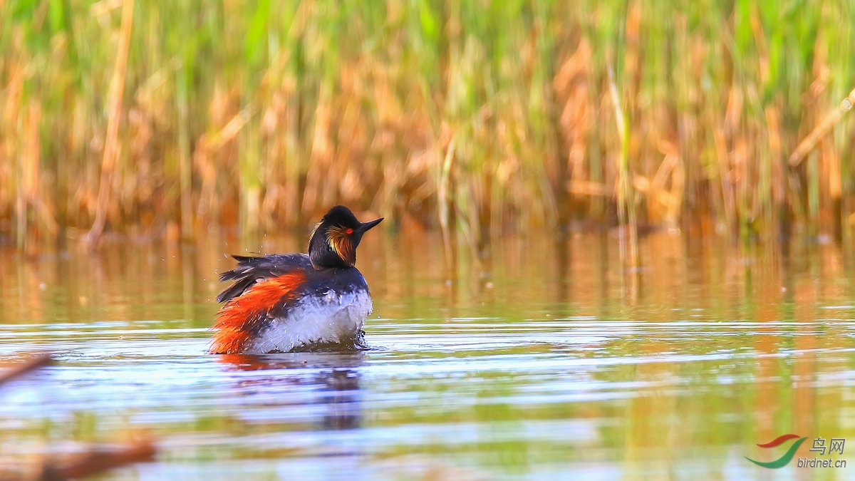 �ھ�����