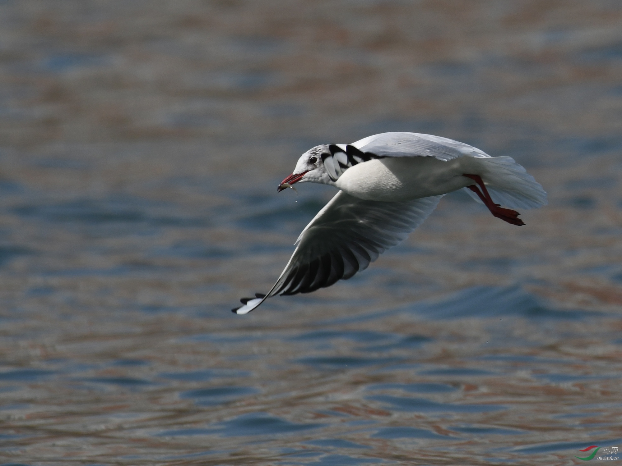 ������Ӱ 1725����.jpg