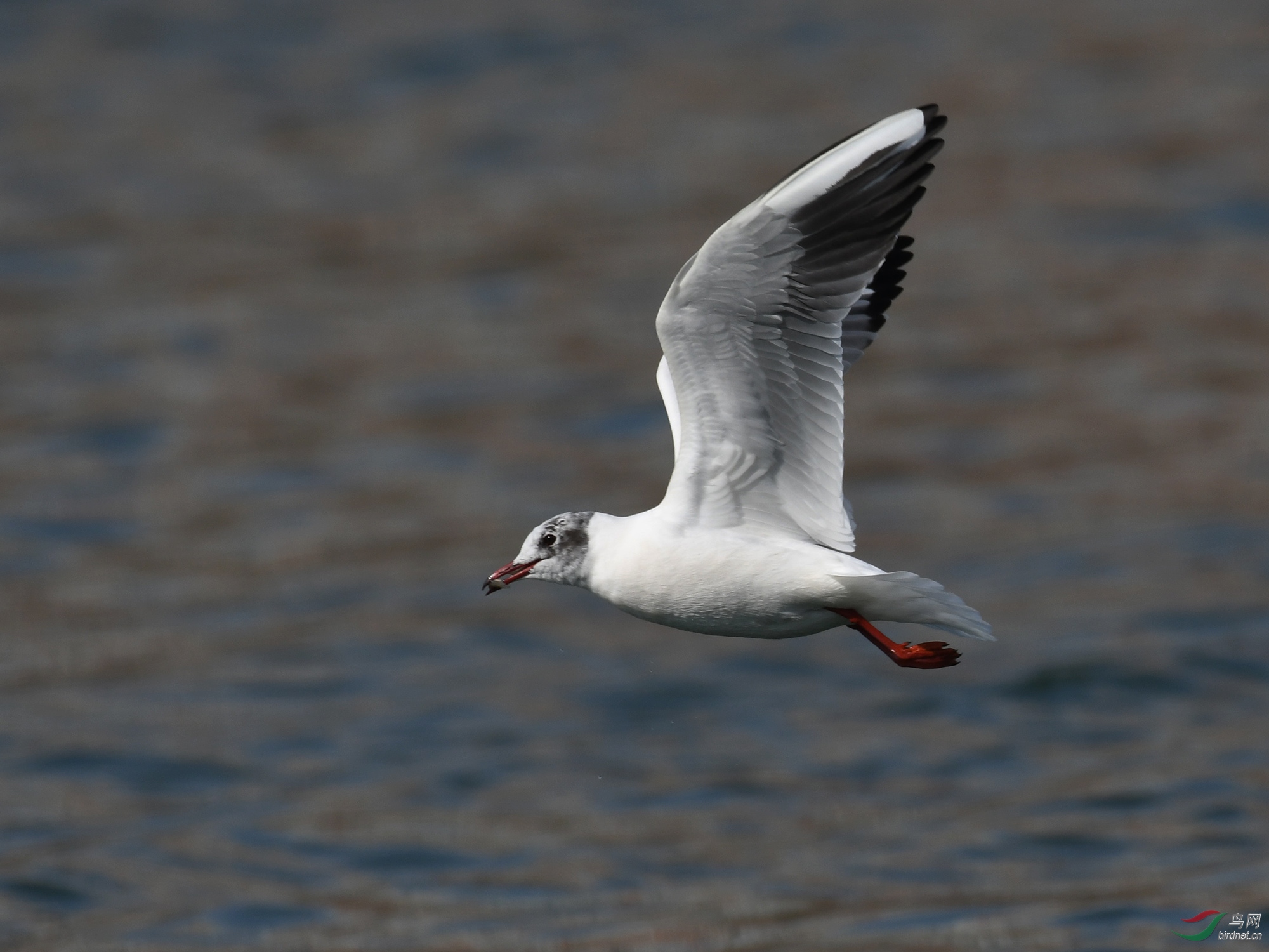 ������Ӱ 1726����.jpg