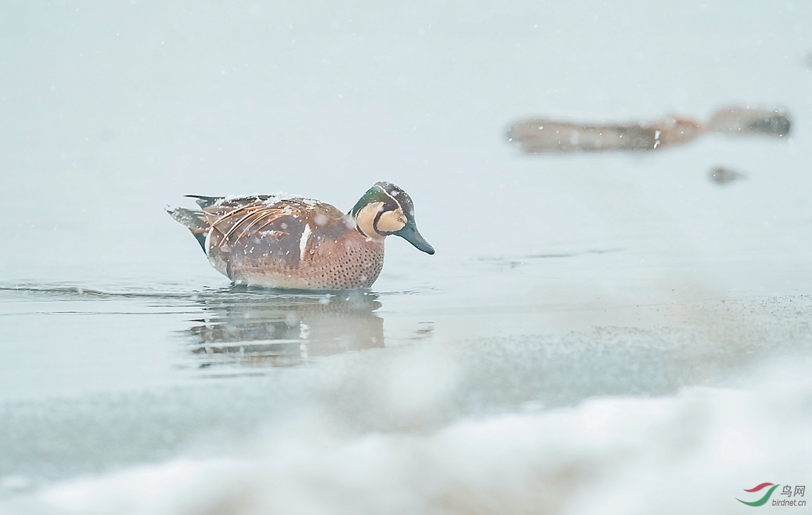 雪中花脸鸭