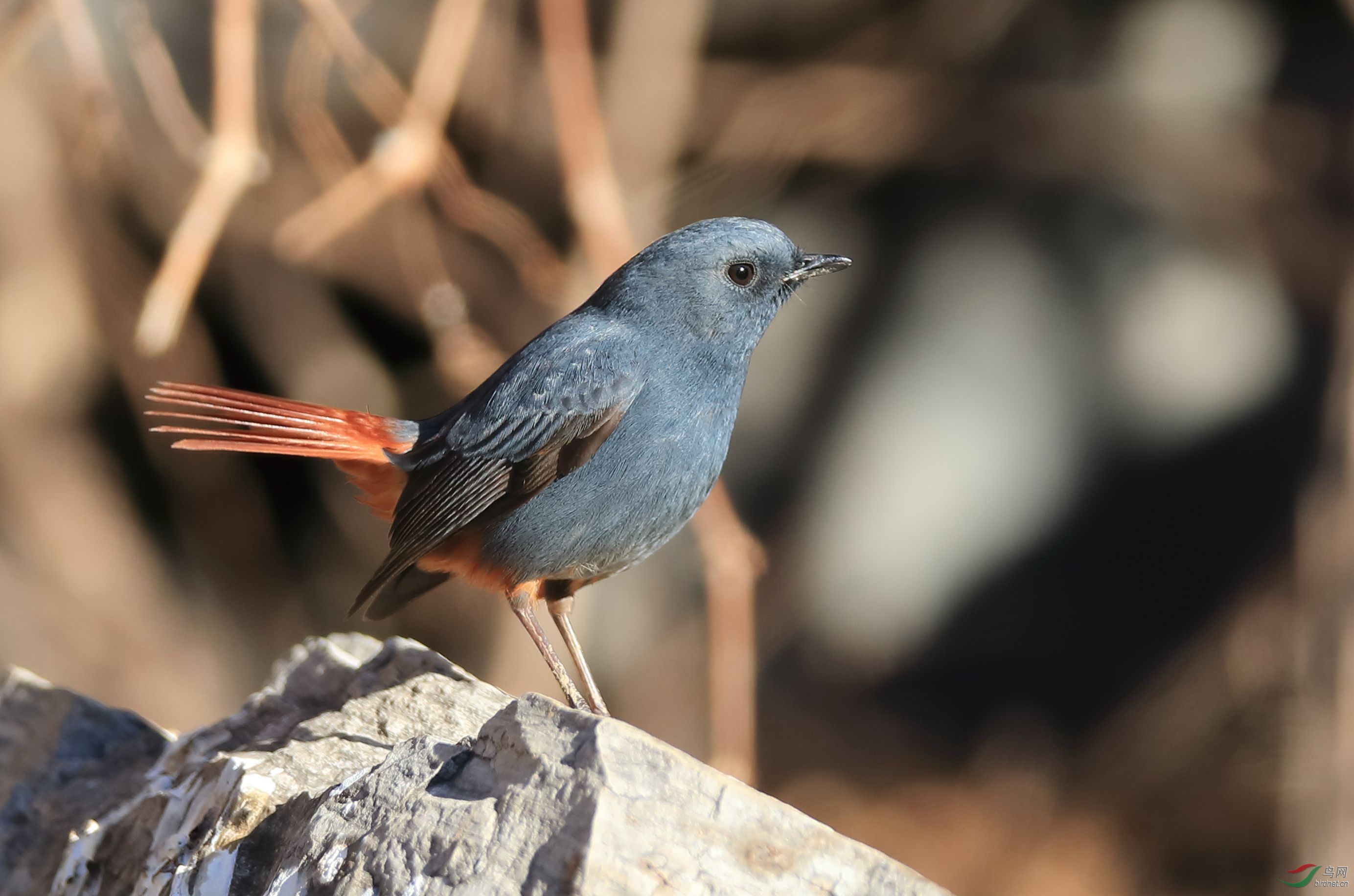 [林鸟] --- 红尾水鸲
