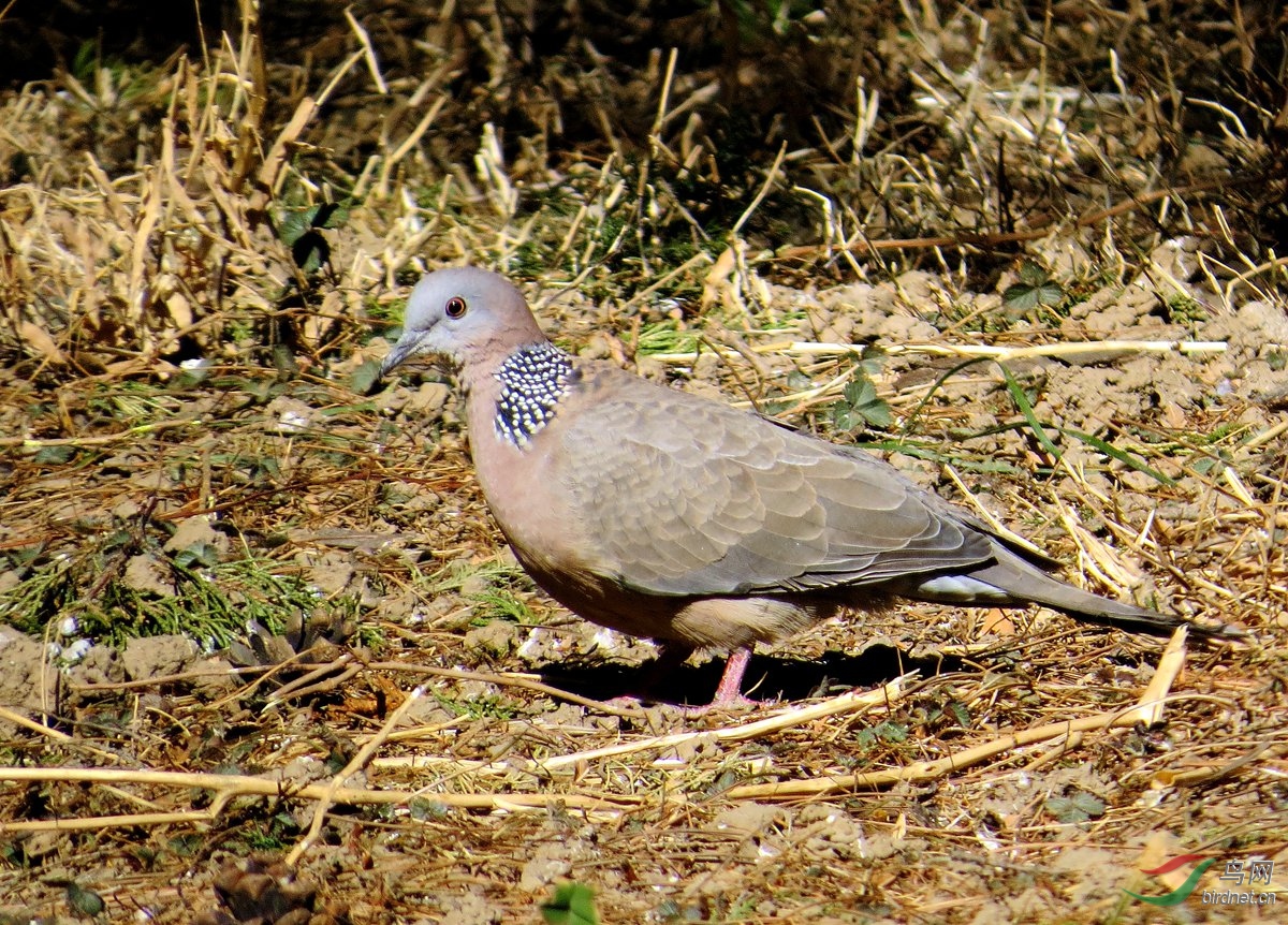 珠頸斑鳩