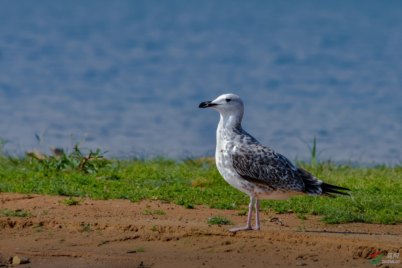 2017��1�����㣬�ص㣺������ɫ���ҽ����α̺�ˮ��