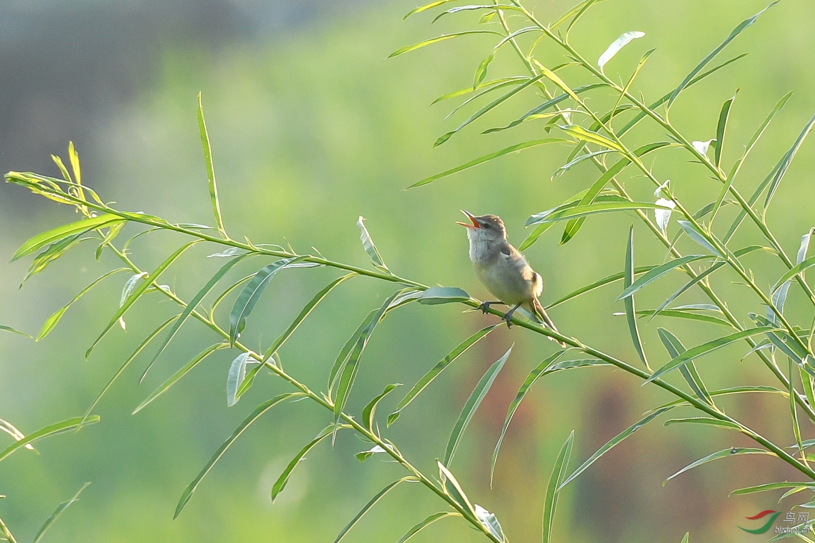 2017��7��6������ص㼪�ֳ�������