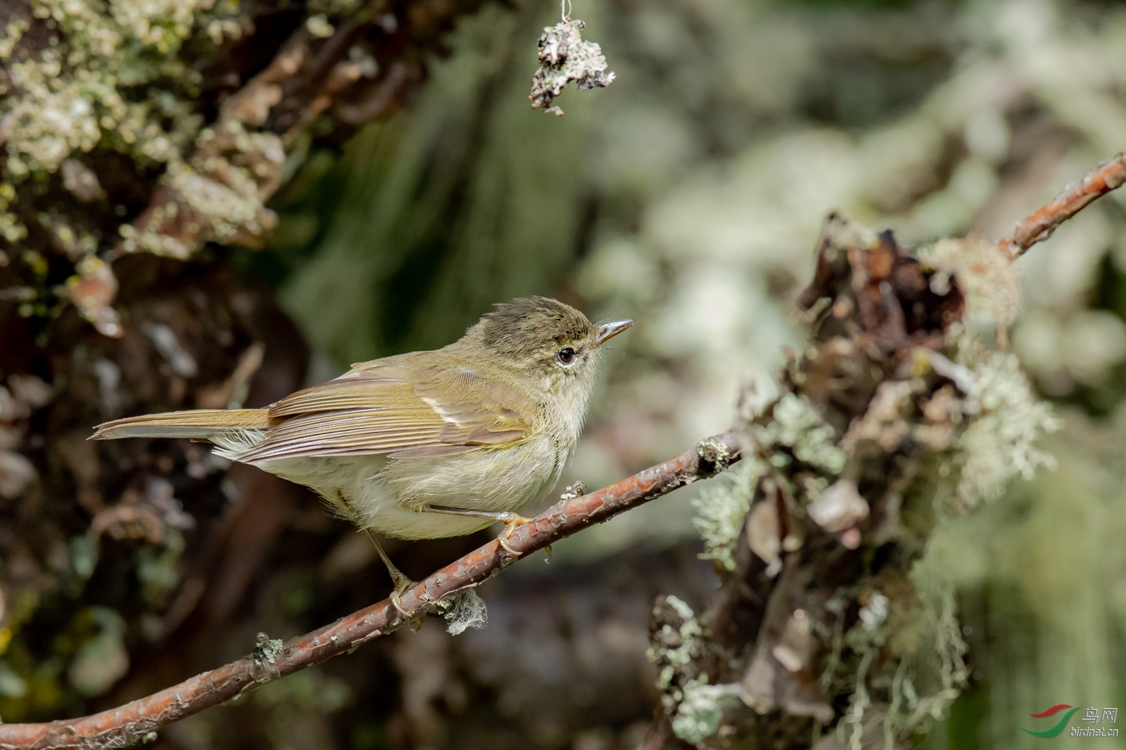 2018��8��11������������ɽ�ϵ��������򿨾���