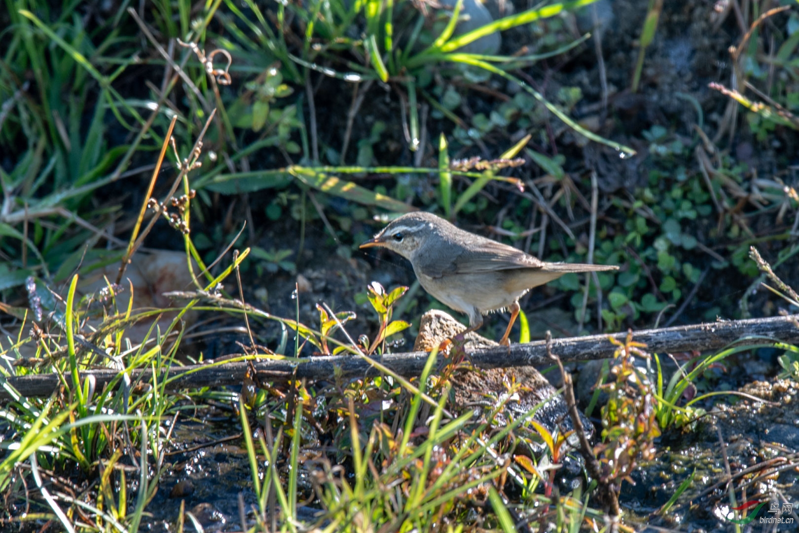 2018��1��9���������ڳ彪�Һ�