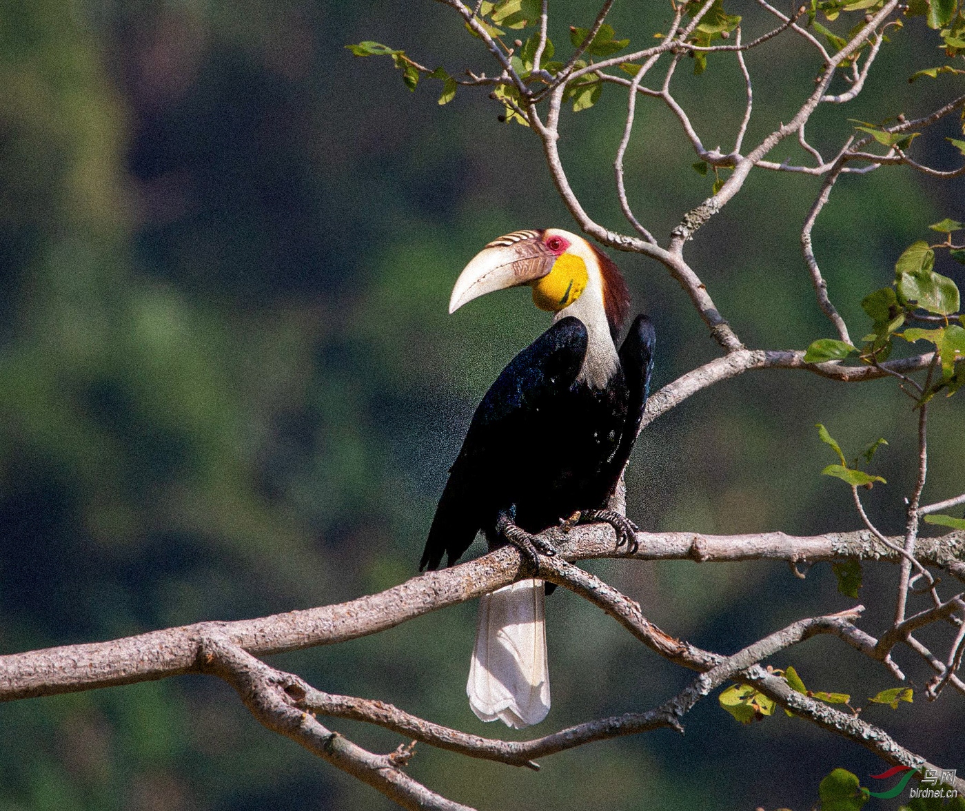 _MG_2381_���� - ����_1_1.jpg