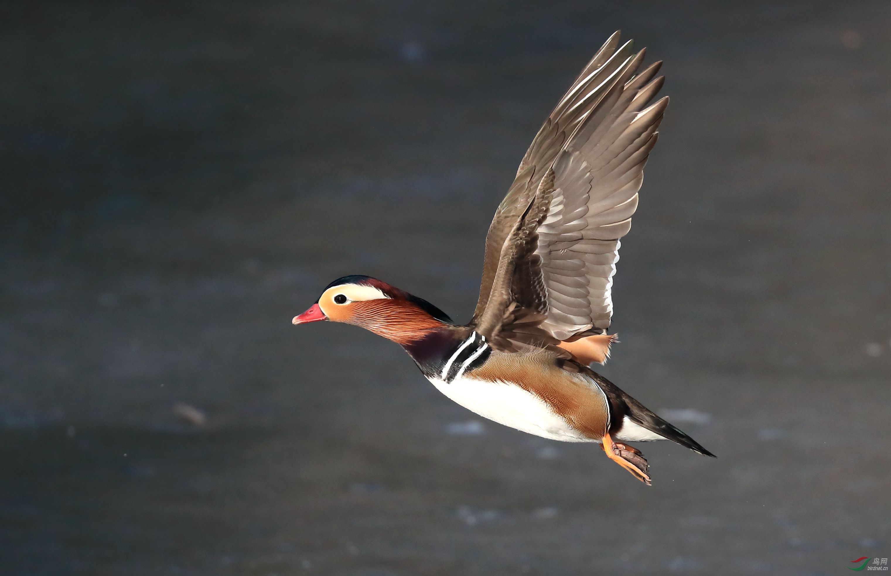 水鳥鴛鴦飛