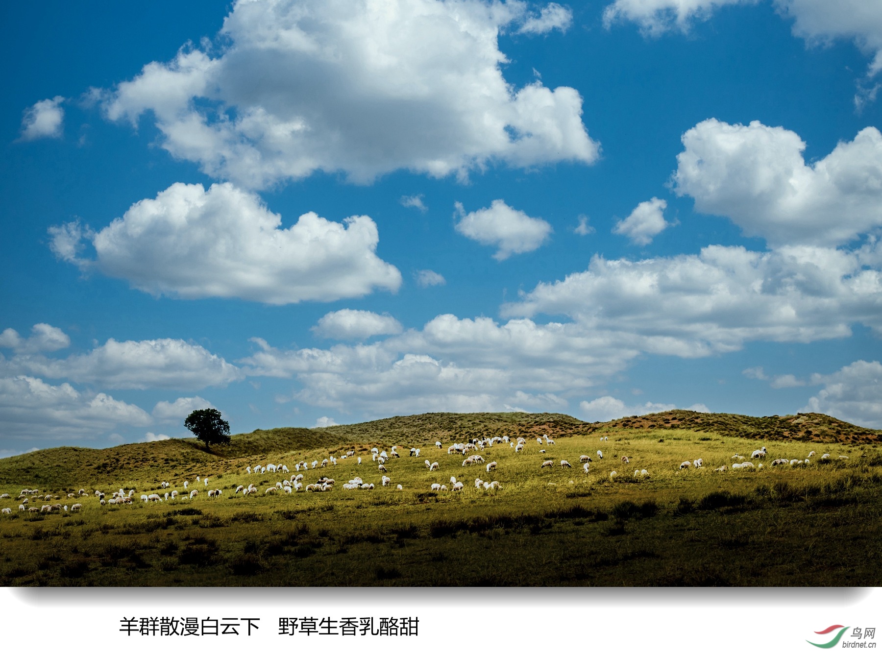羊群微信图片图片
