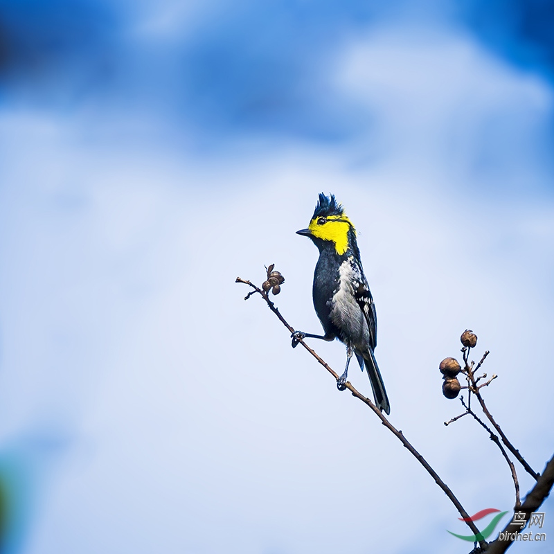 _T9X1367�Ƽ�ɽȸ-����.jpg