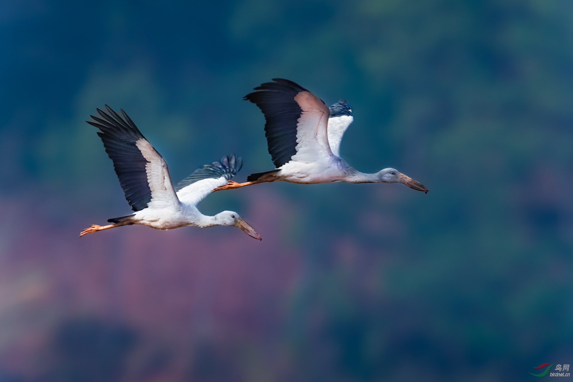 双飞——钳嘴鹳