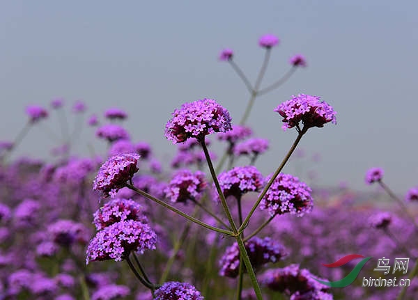 51.jpg