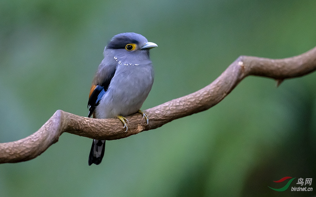 DSC_5265-0.jpg