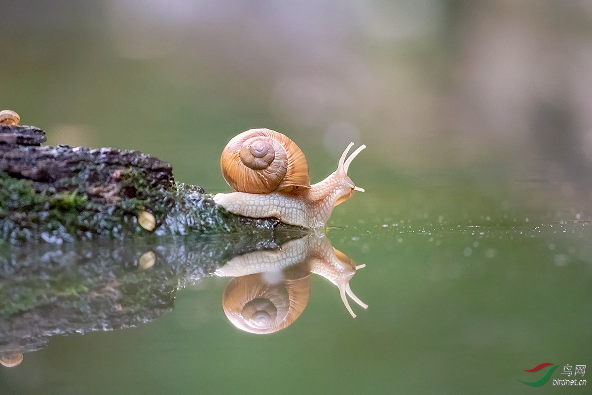 蜗牛.jpg