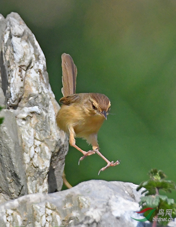 DSC_2538---.jpg