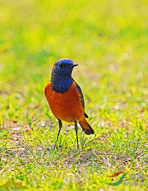 DSC09349---.jpg
