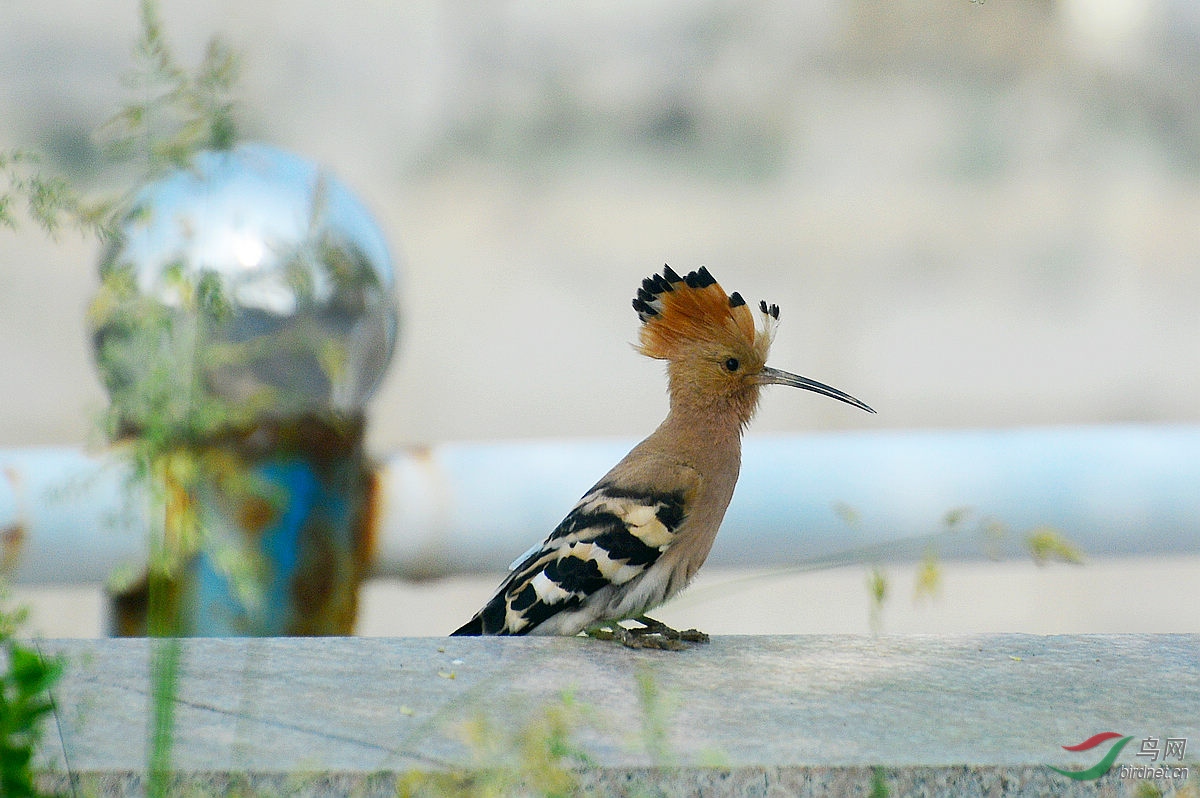 DSC_2423.JPG