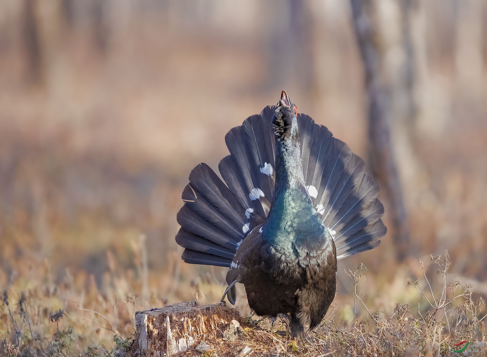 呼唤——黑嘴松鸡