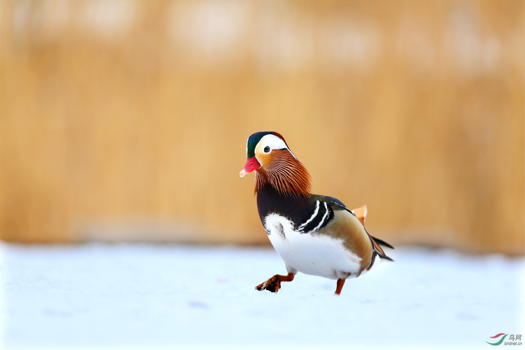 今冬雪地鸳鸯多图