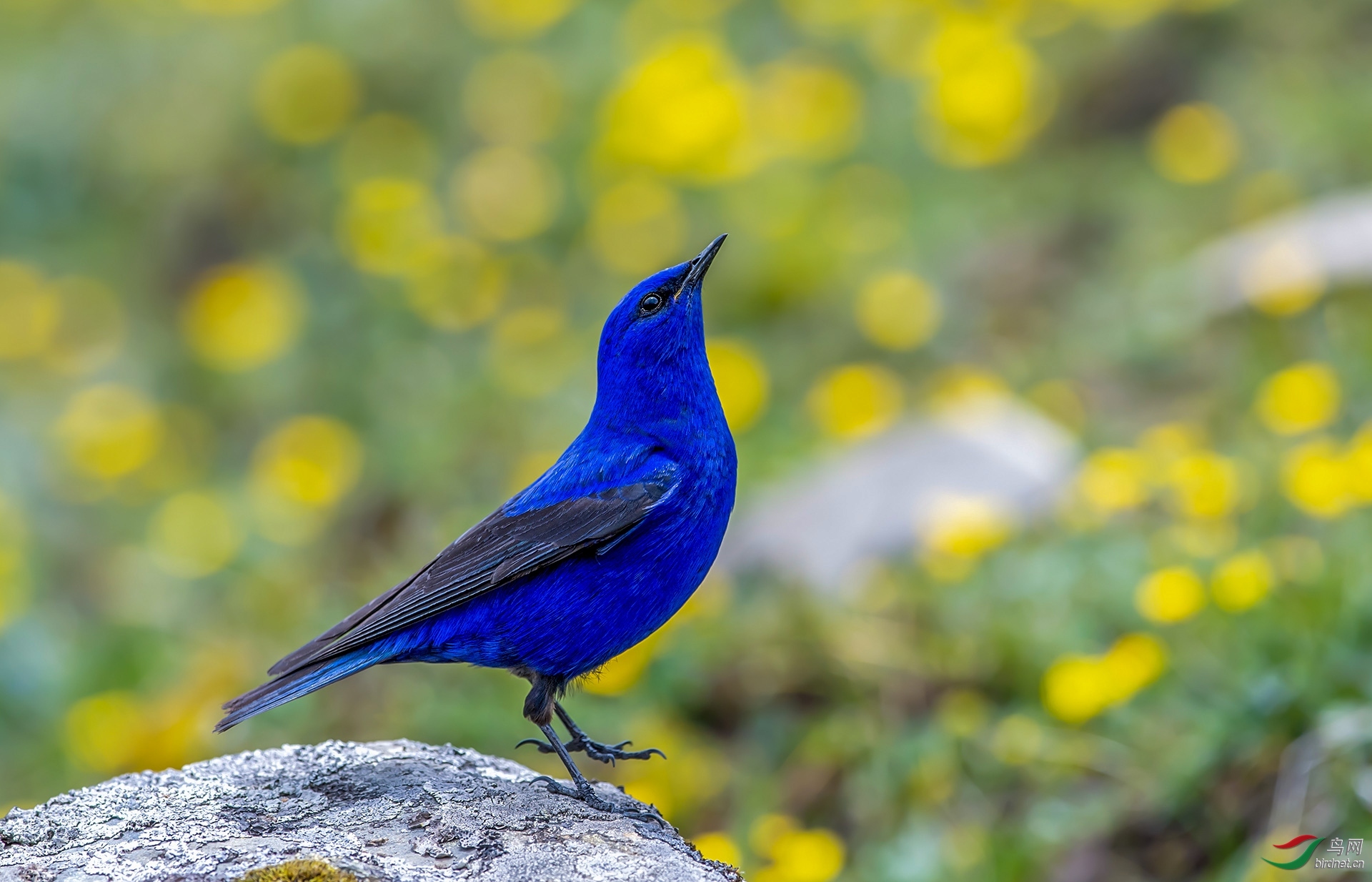 2020年3月份北京版荣获每日一图首页精华版块佳作集锦