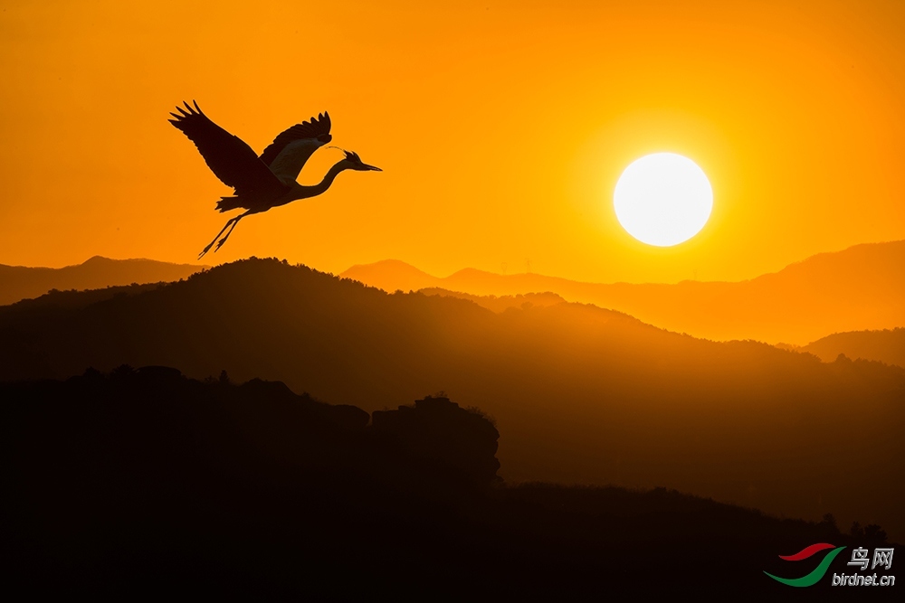 雕虫老师作品----苍鹭逐日 荣获2020年3月3日 鸟类精华!jpg