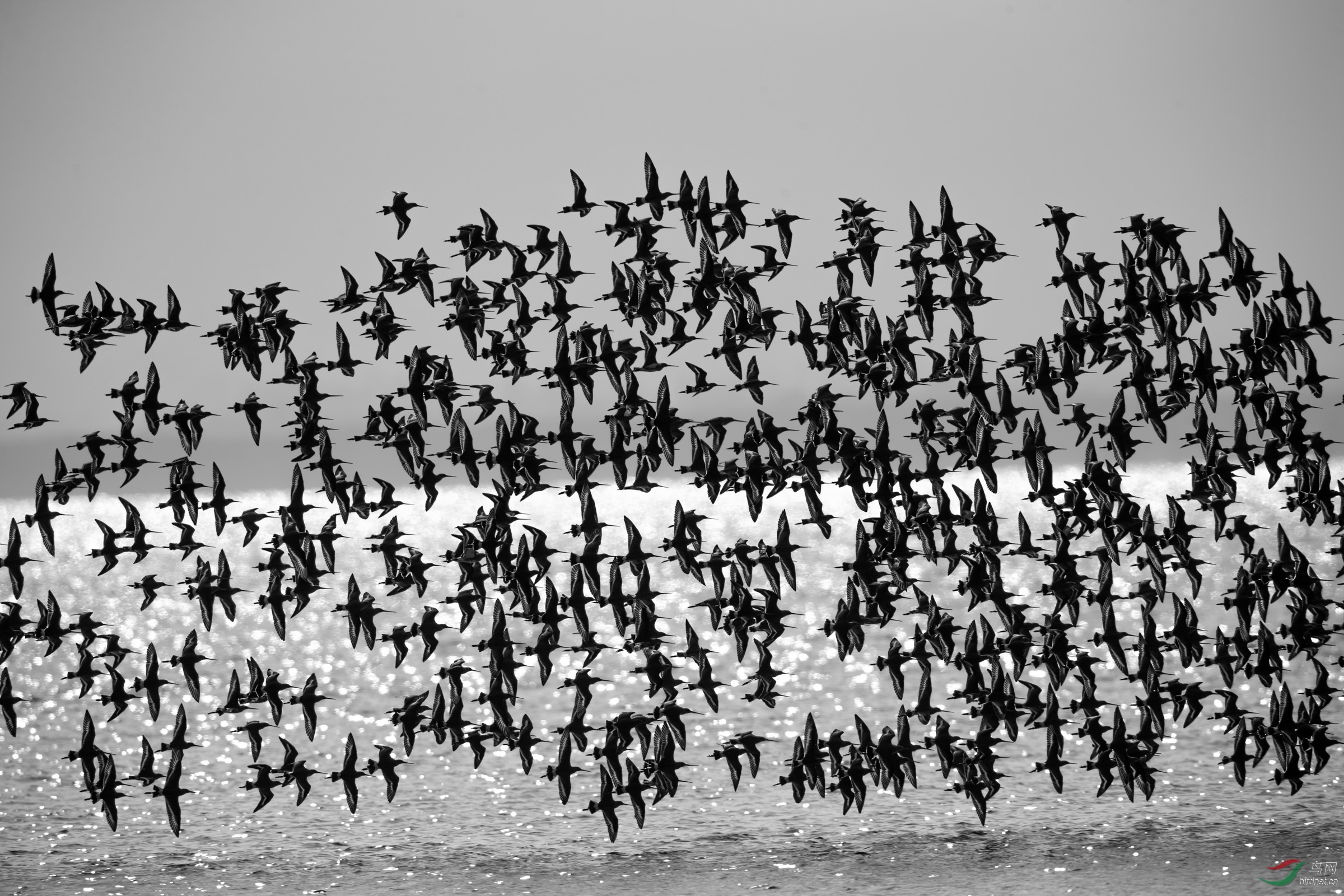 冬候鸟群飞舞