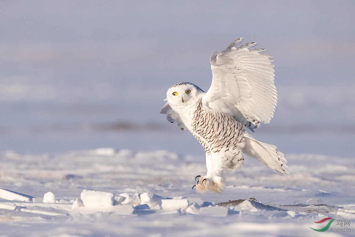 雪鸮( 恭贺老师佳作荣获首页精华 !