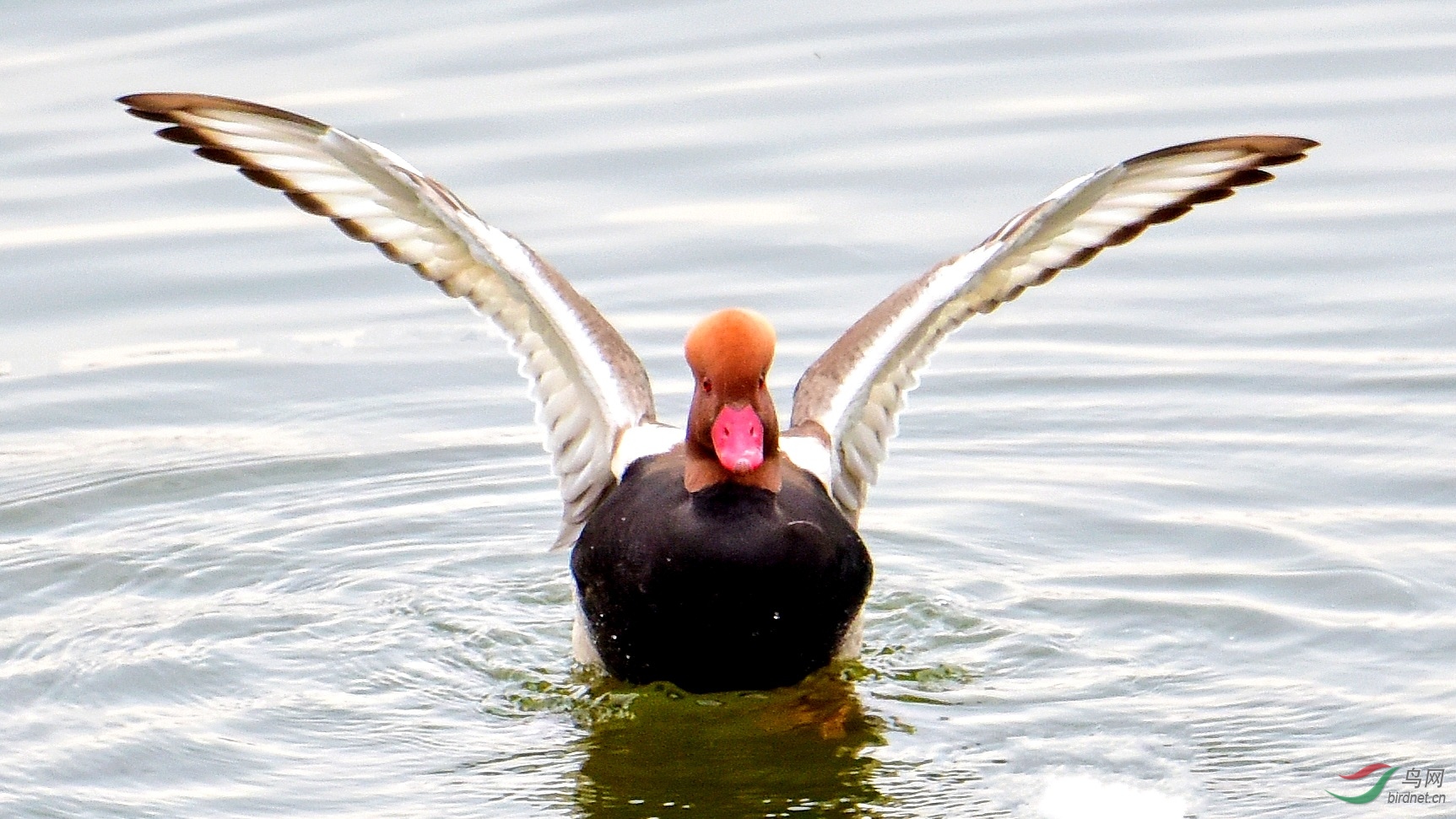 DSC_2532_conew2.jpg