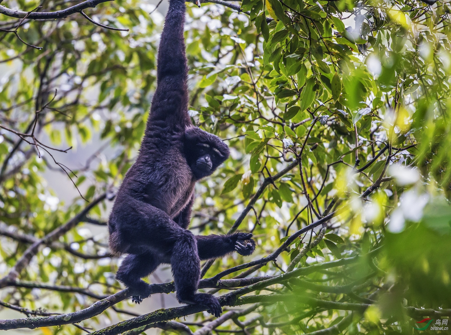 高黎贡山原始森林里的天行长臂猿