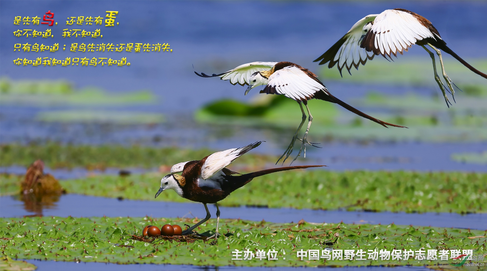 ���뵰--��������(���������13997700123����������.jpg