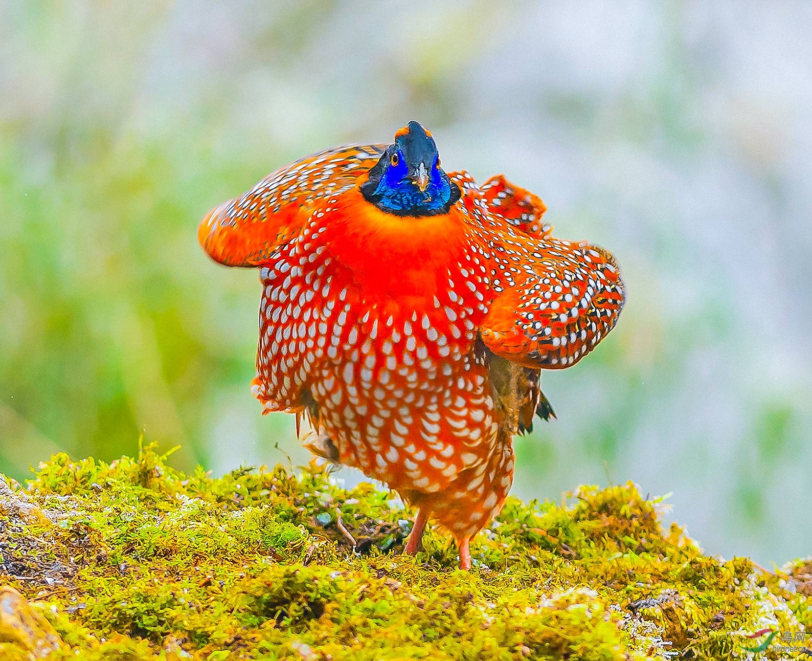 萌萌的红腹角雉(贺获鸟类精华)