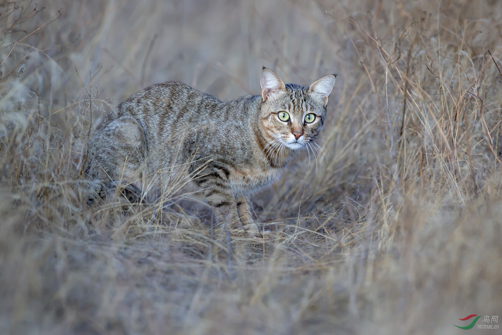 草原野猫