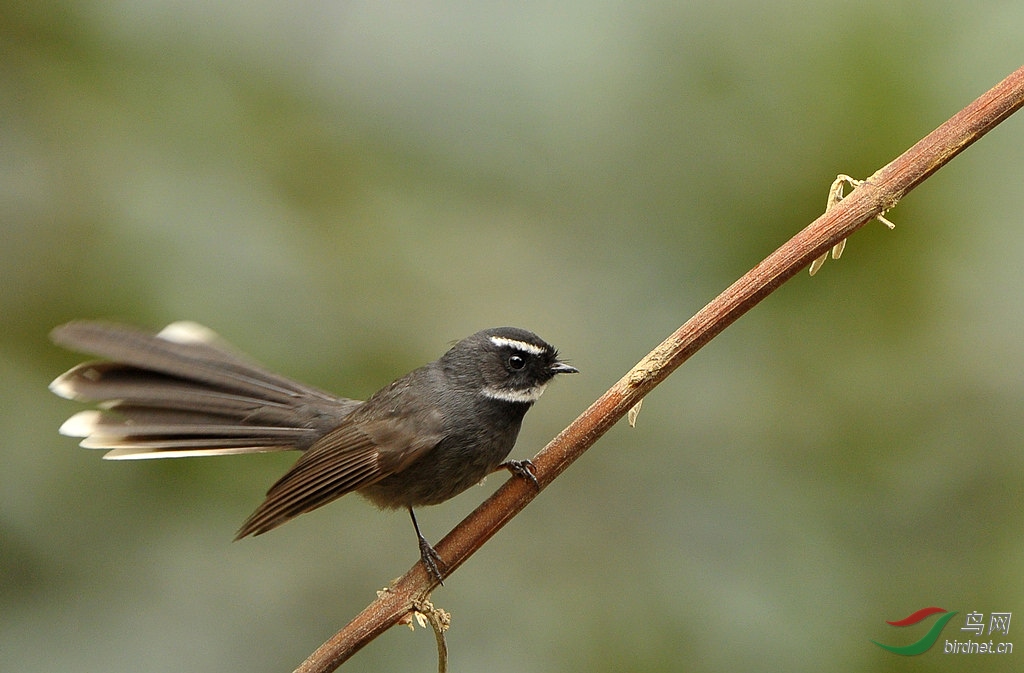 DSC_8930  2.jpg
