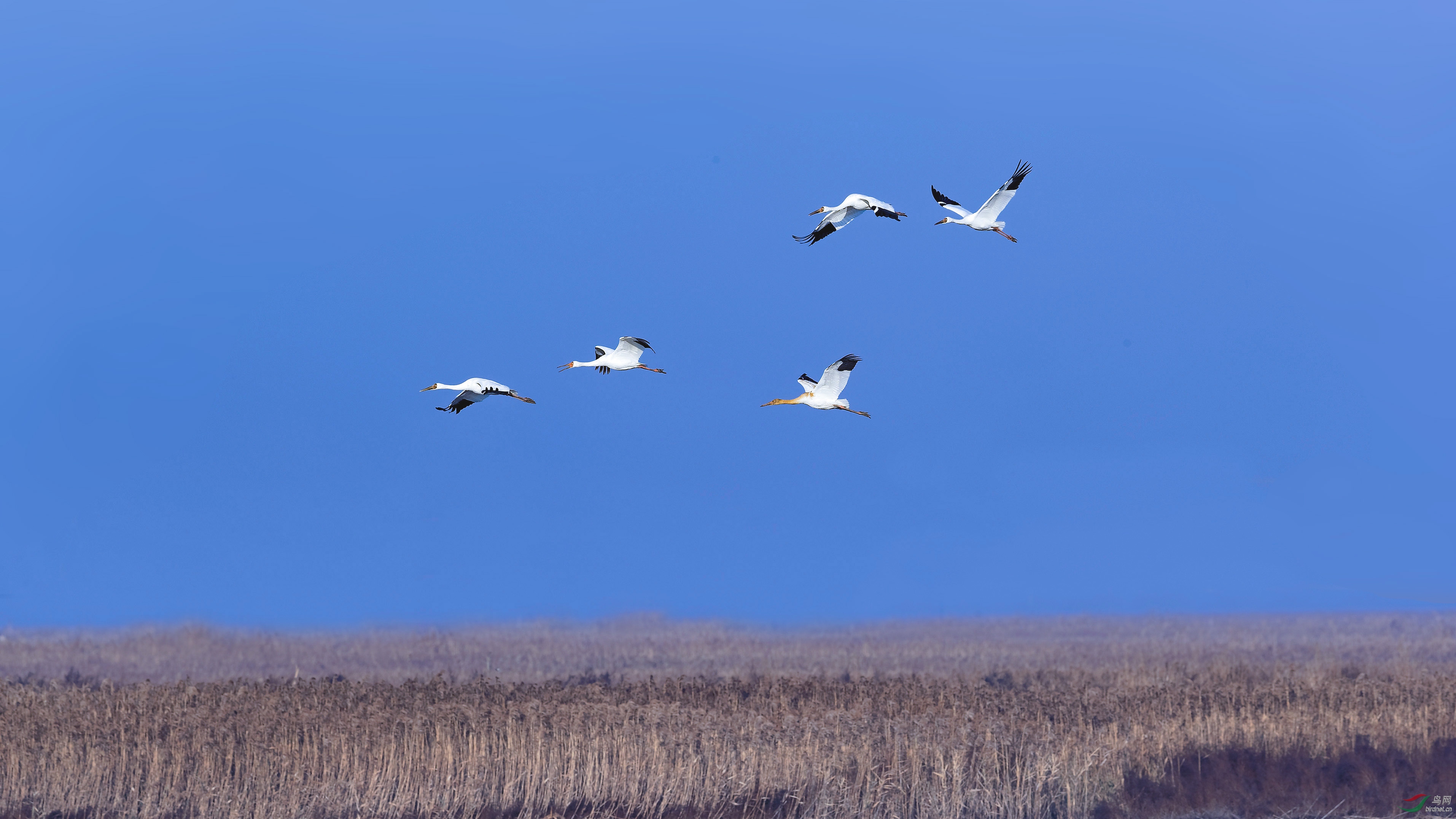 蓝天下白鹤飞翔