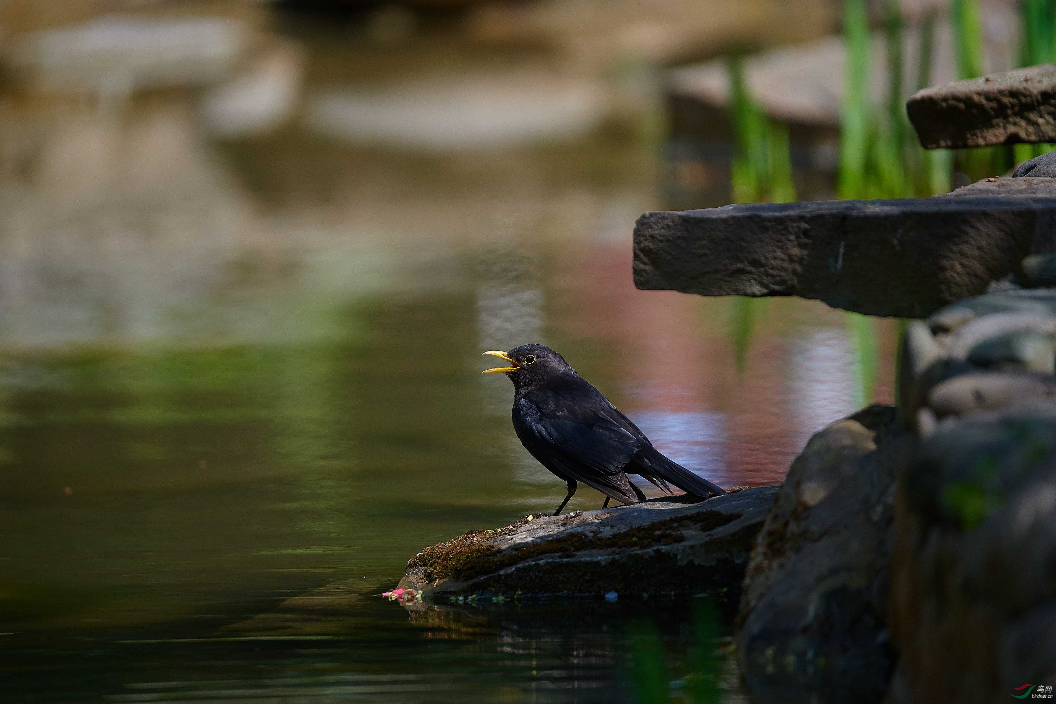 DSC_4695.jpg