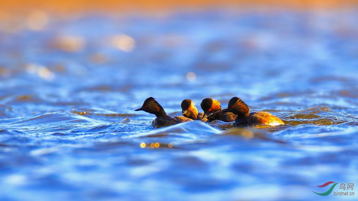 �ھ�����