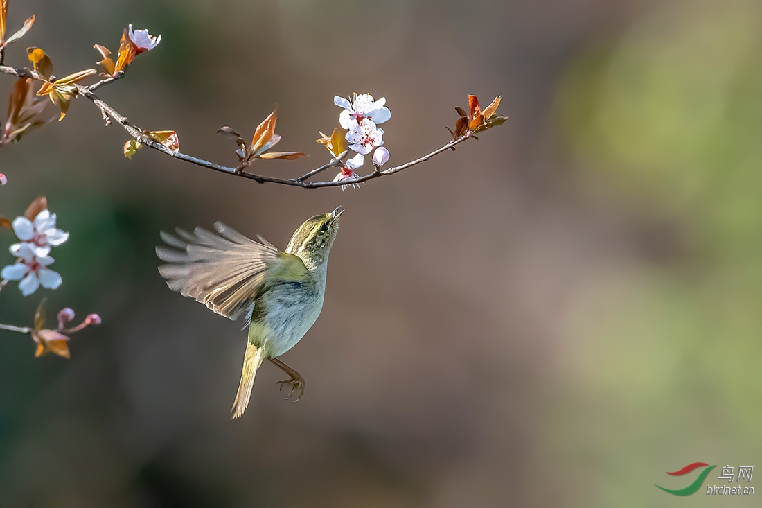 DSC_0937ABC.jpg