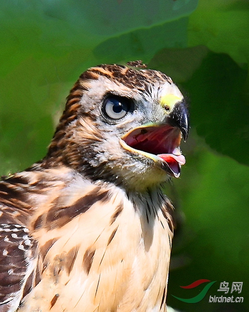 锐利鹰眼入木三方红尾隼脸谱